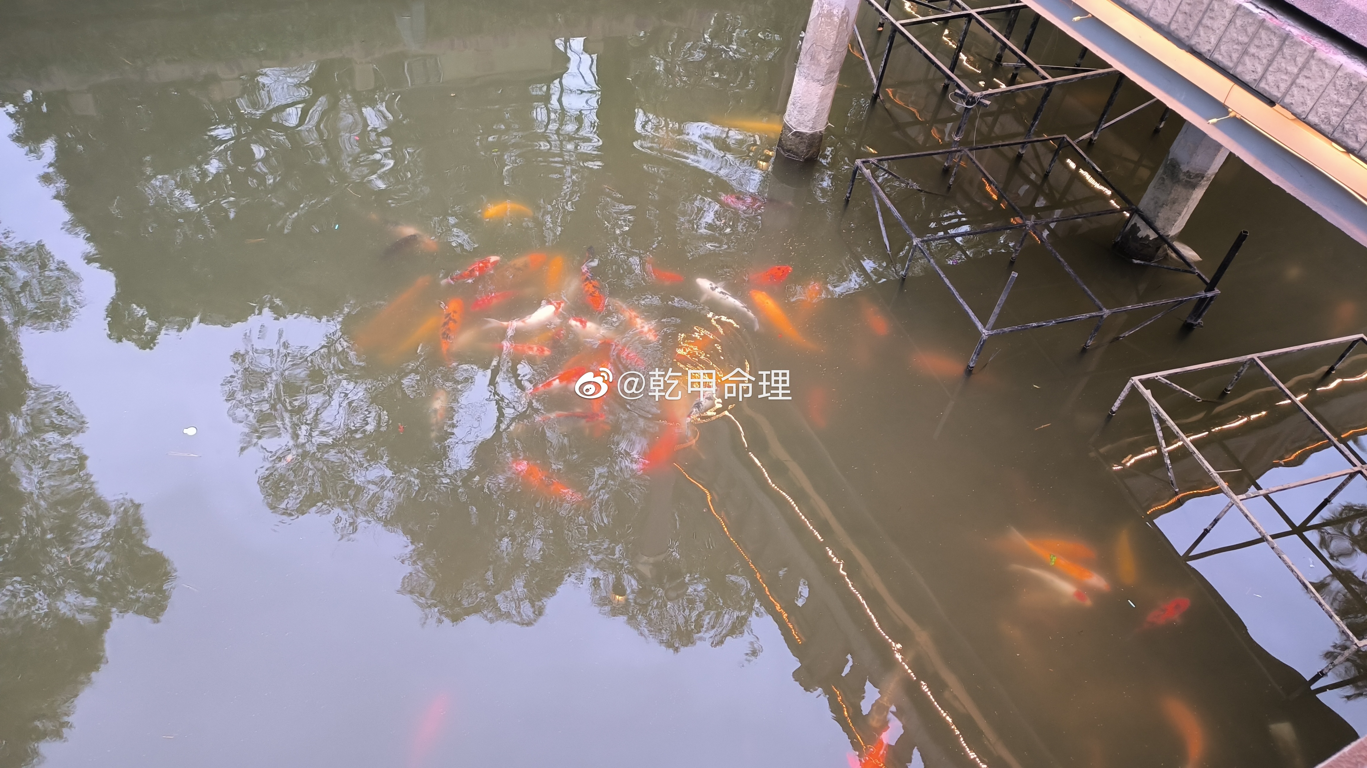 分享好运，见此锦鲤，时来运转，喜事连连 ​​​