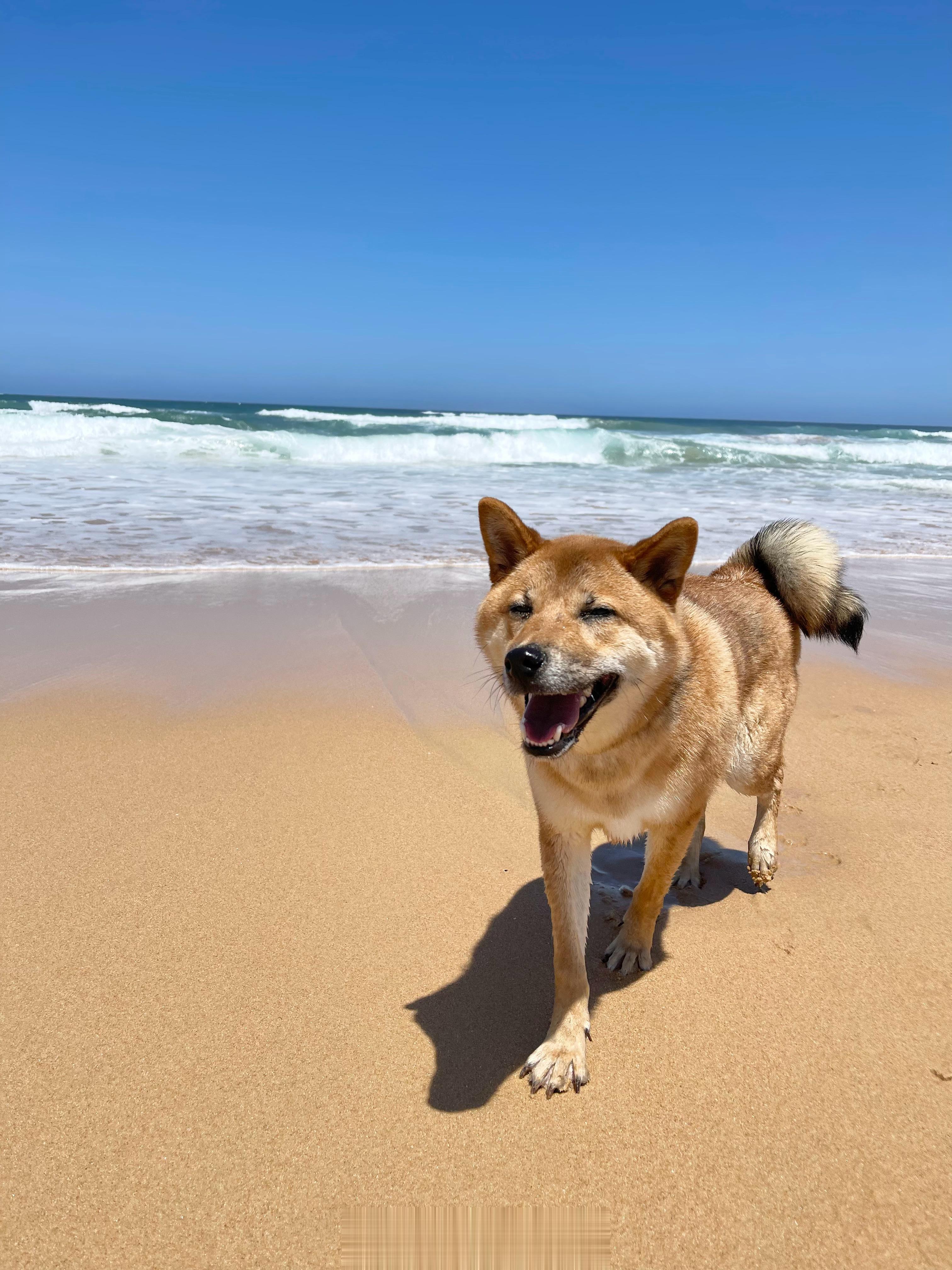 小狗的beach day 🏖