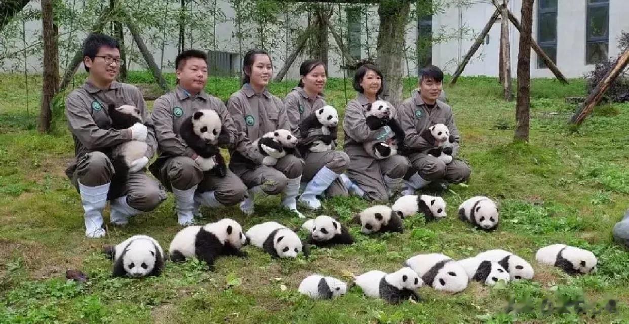 只有小熊猫才能打败大熊猫丨熊猫集体照列阵！
摆那么整齐是难道想套圈⭕吗
套中了我