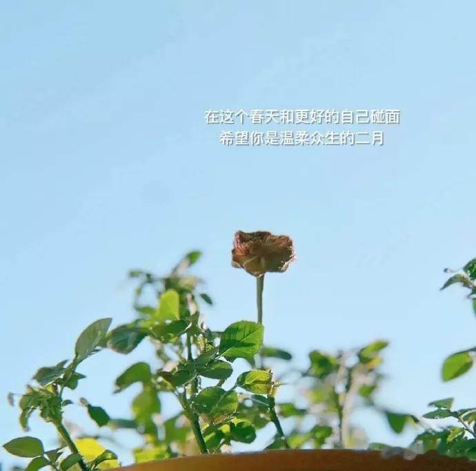等一场春暖，盼一季花开。万物复苏，好事正酿，往后的日子里，我们都会如愿以偿​ ​