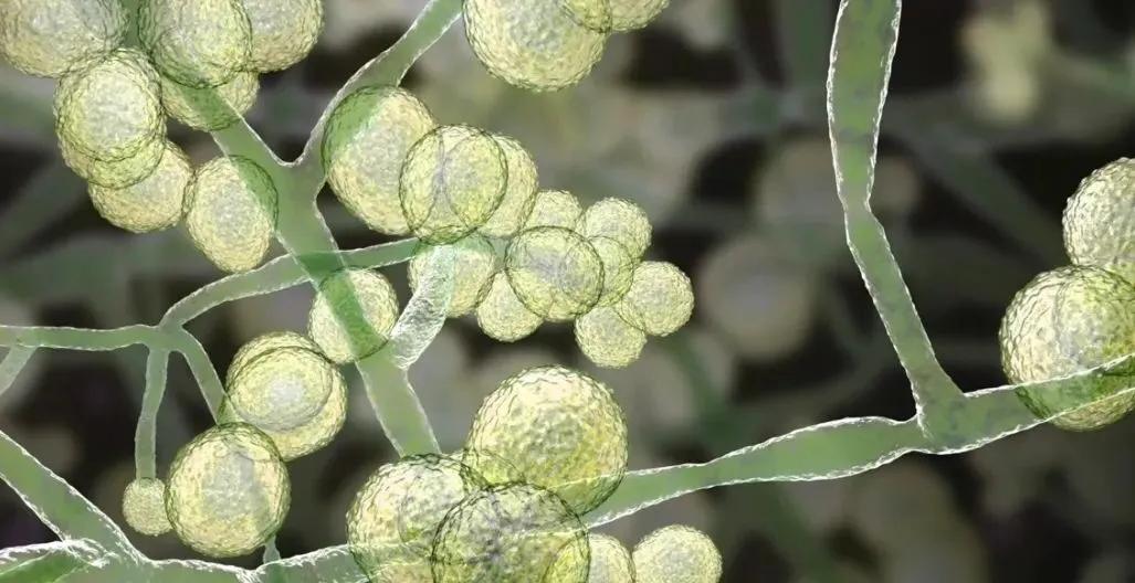 美国疾病控制和预防中心（CDC）发出警告称，一种名为“耳念珠菌（Candida 