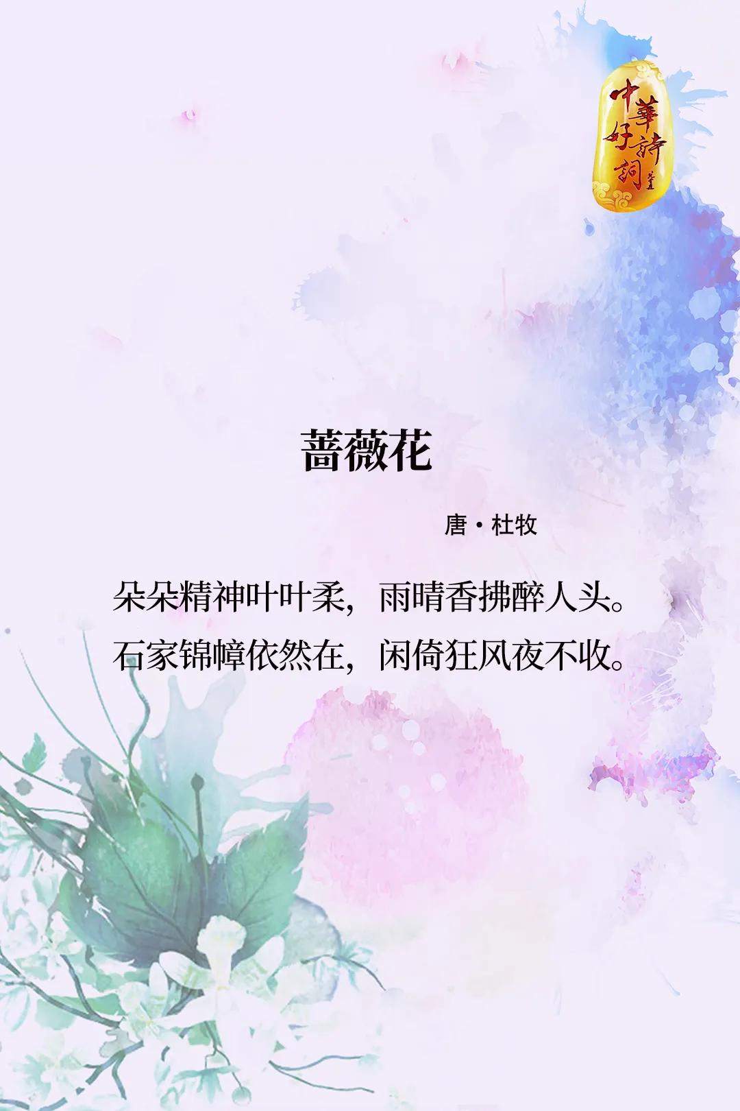 【攀援而生的蔷薇】
“百丈蔷薇枝，缭绕成洞房。”蔷薇，形态上或直立，或攀援，或蔓