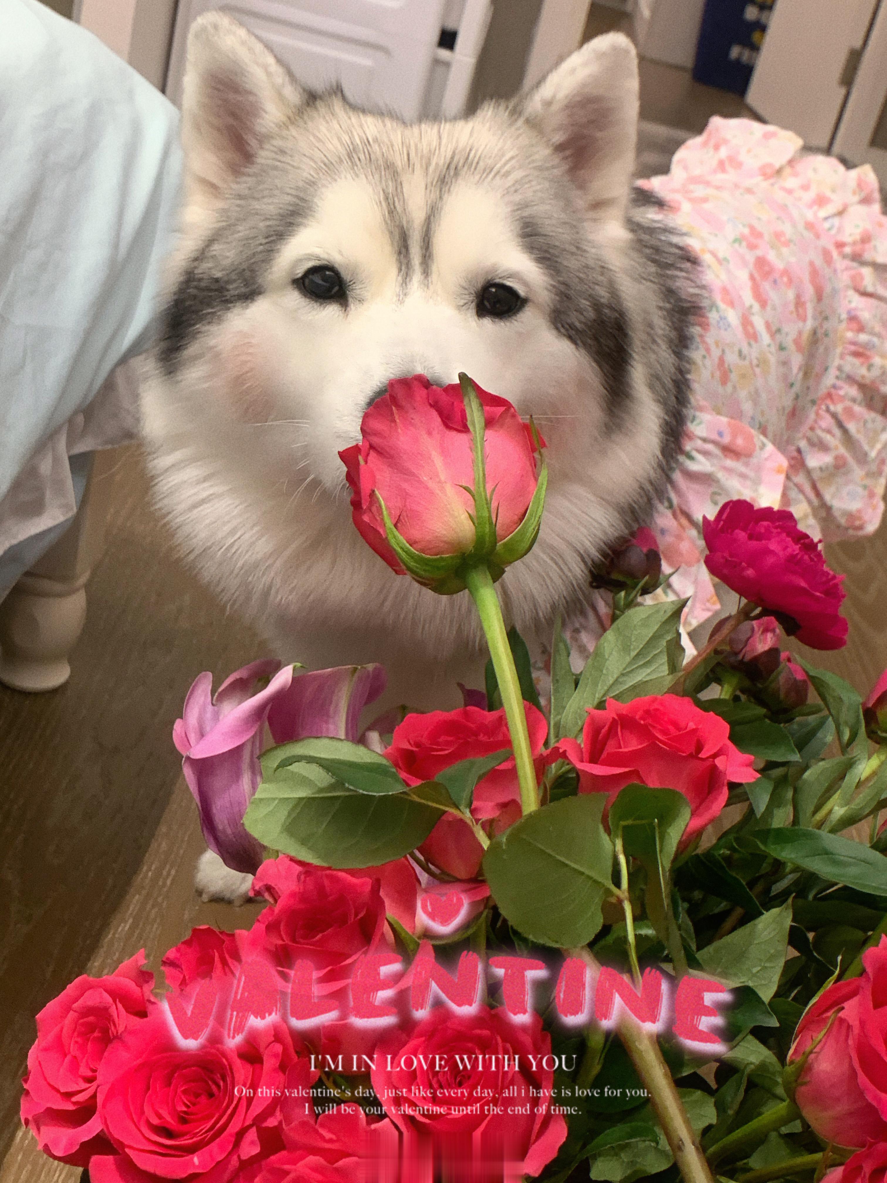 祝大家情人节快乐啦 ​​​