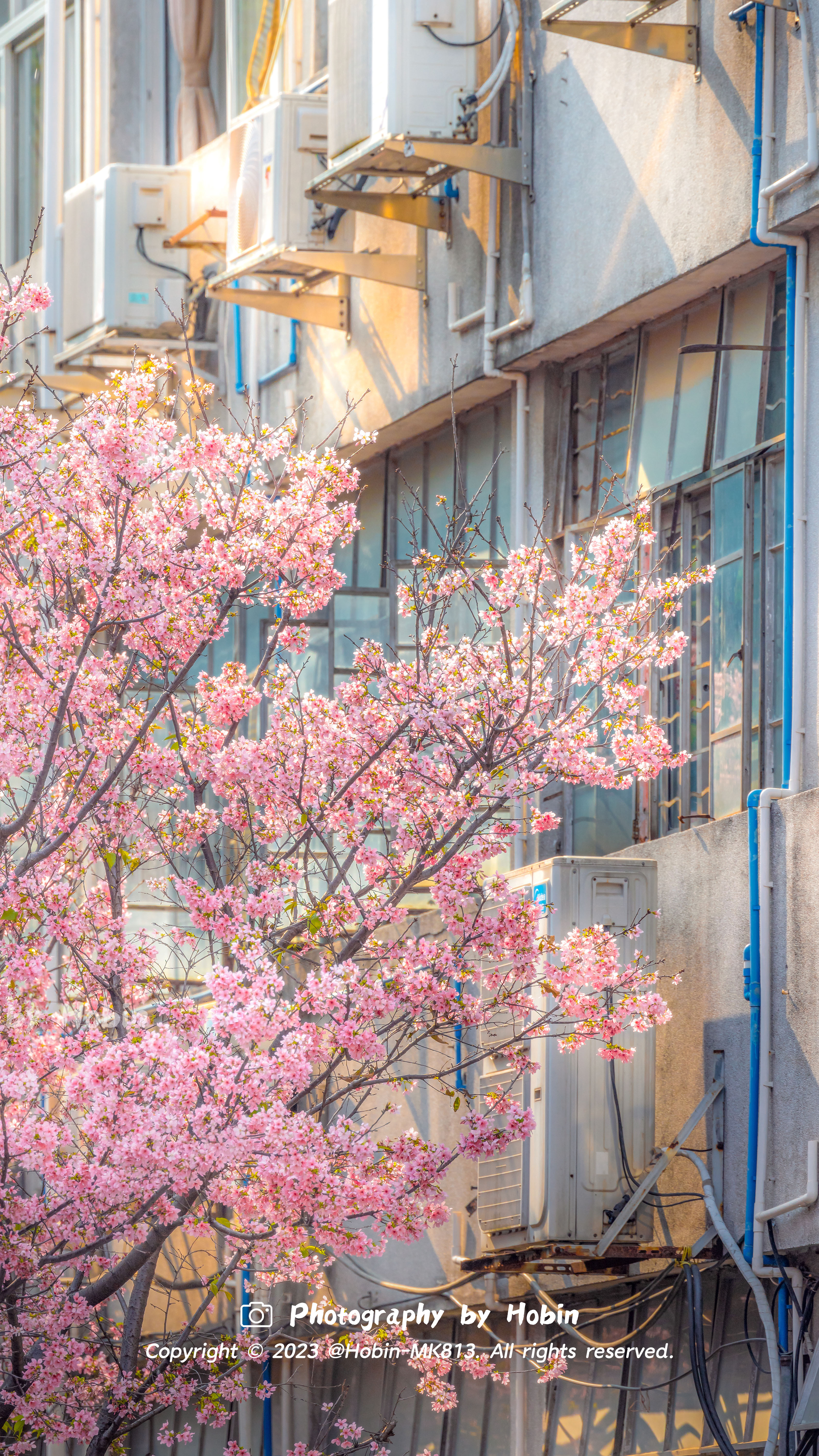 校园里的春天🌸签收这封春日来信，邮戳是尽情盛放的樱花和紫荆 ​​​