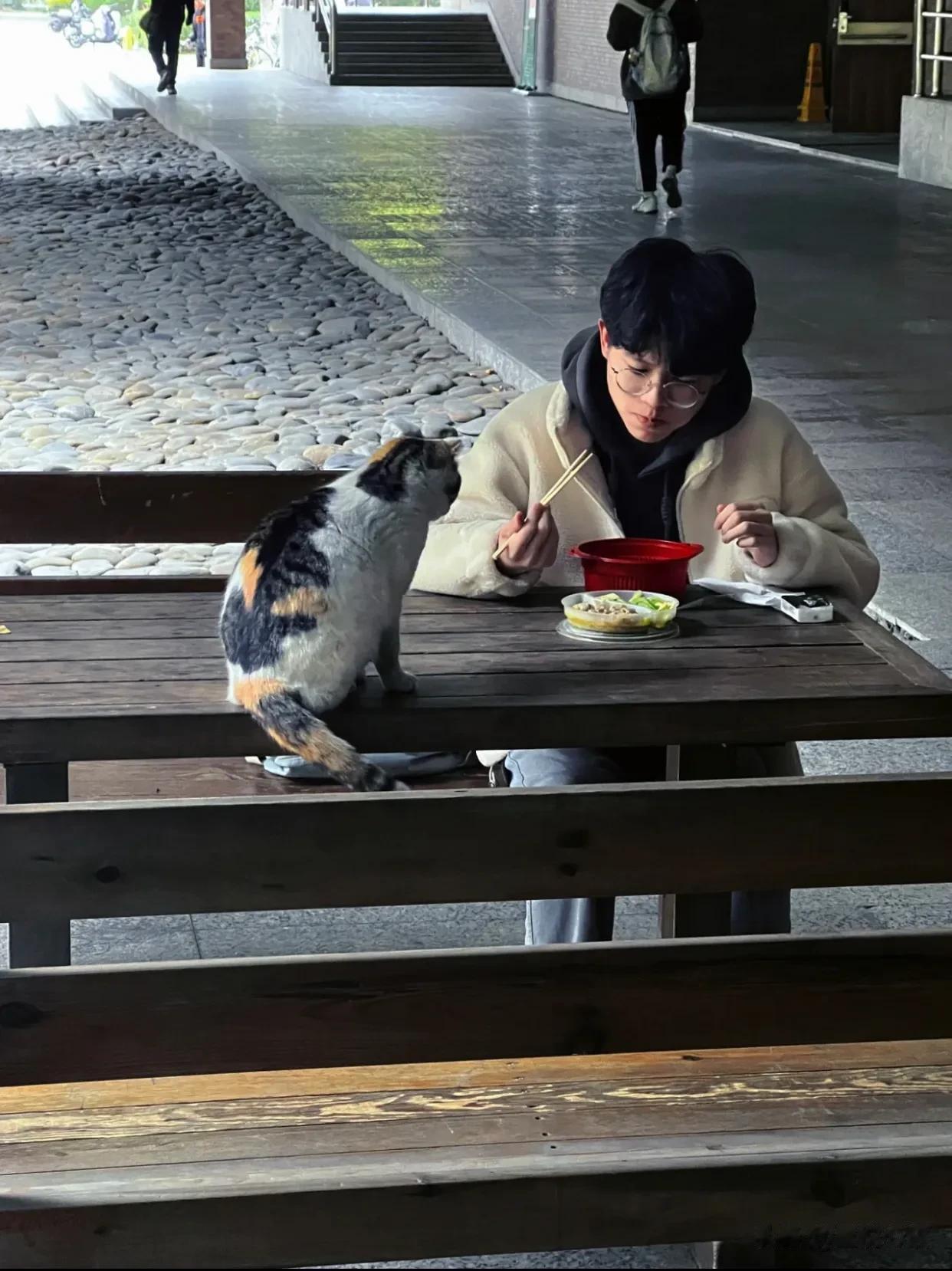 猫猫：我的饭是靠自己抢来的[害羞]
教学楼下一只小猫咪对着一位正在吃饭的同学，驻