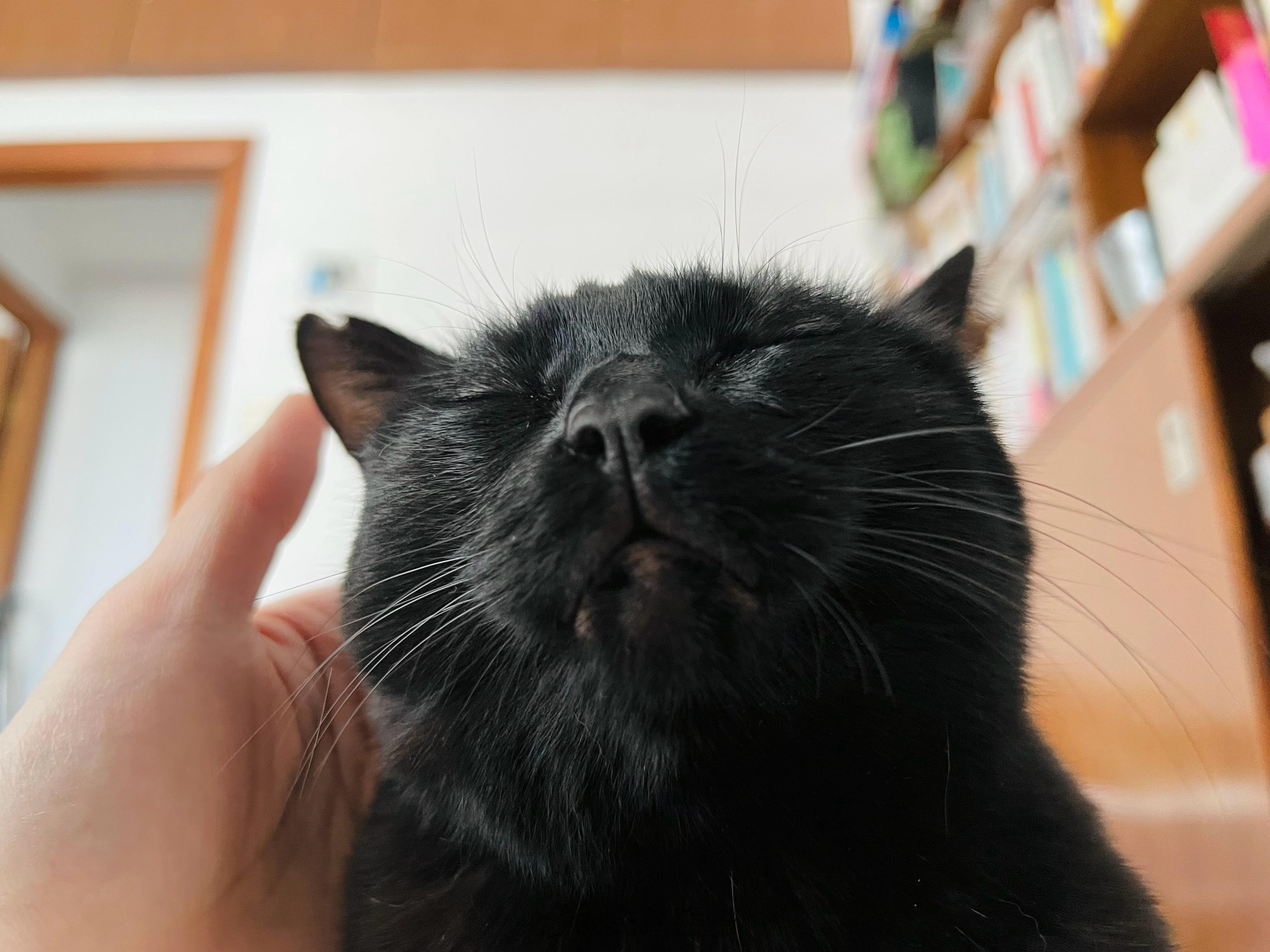 活力旺的蝦比睏惹～ ​​​