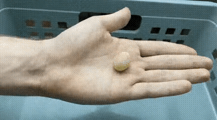 这是什么蛋啊？你们见过吗？