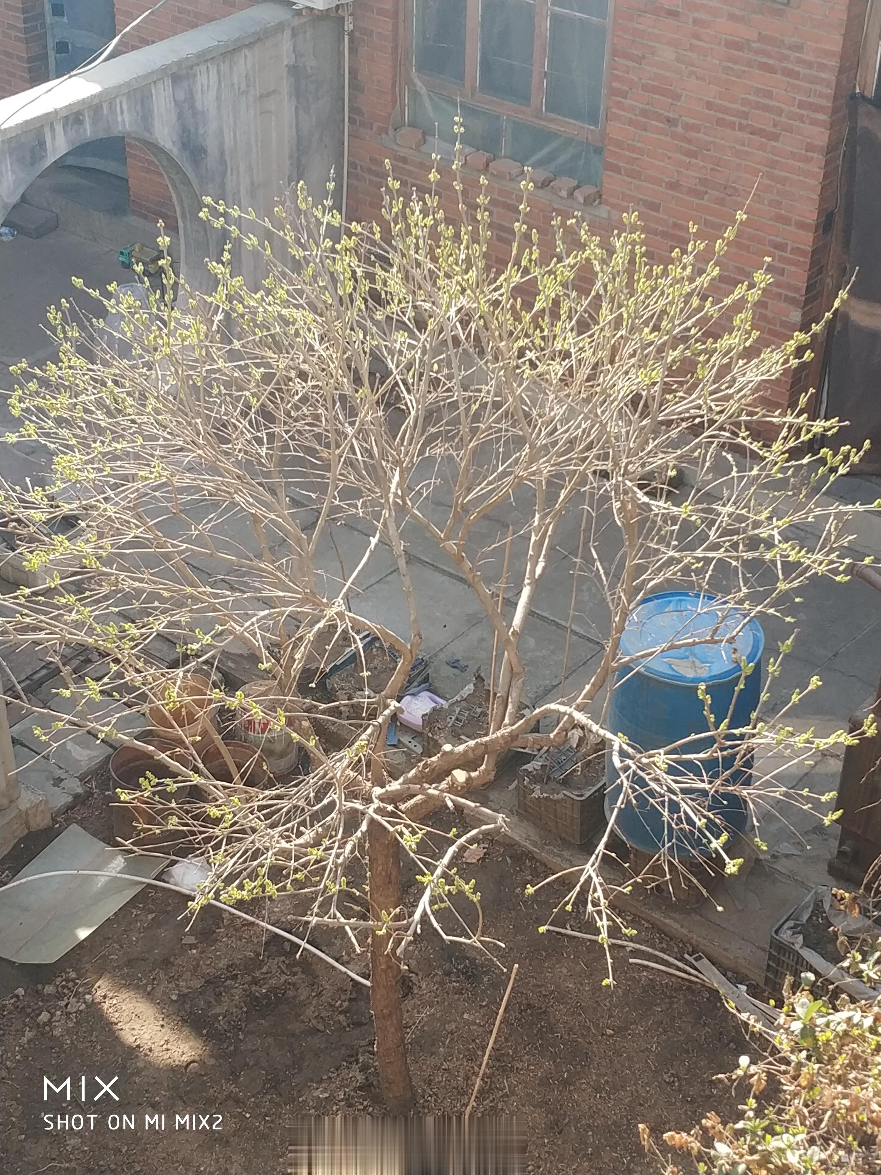 我家的丁香花和金银花都发芽了。 ​​​