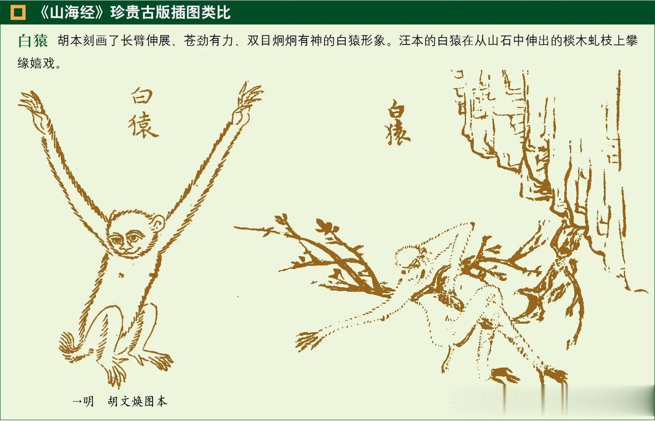 山海经中你知道白猿的传闻吗？
