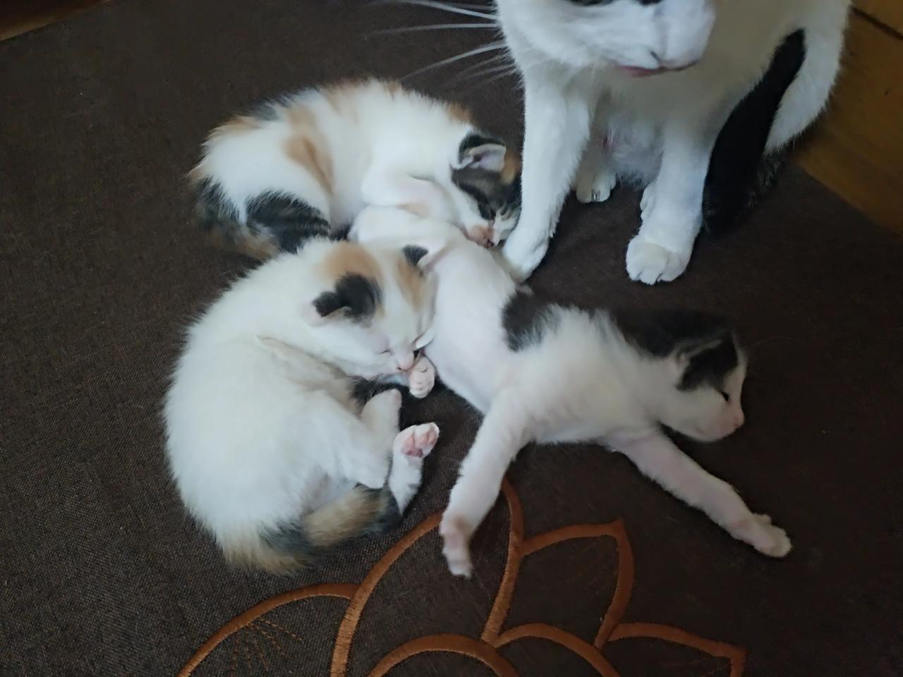 生活是生而不息和活在现下，之前的小P猫竟然这么快当妈妈了，我去摸小猫竟然还扒拉我