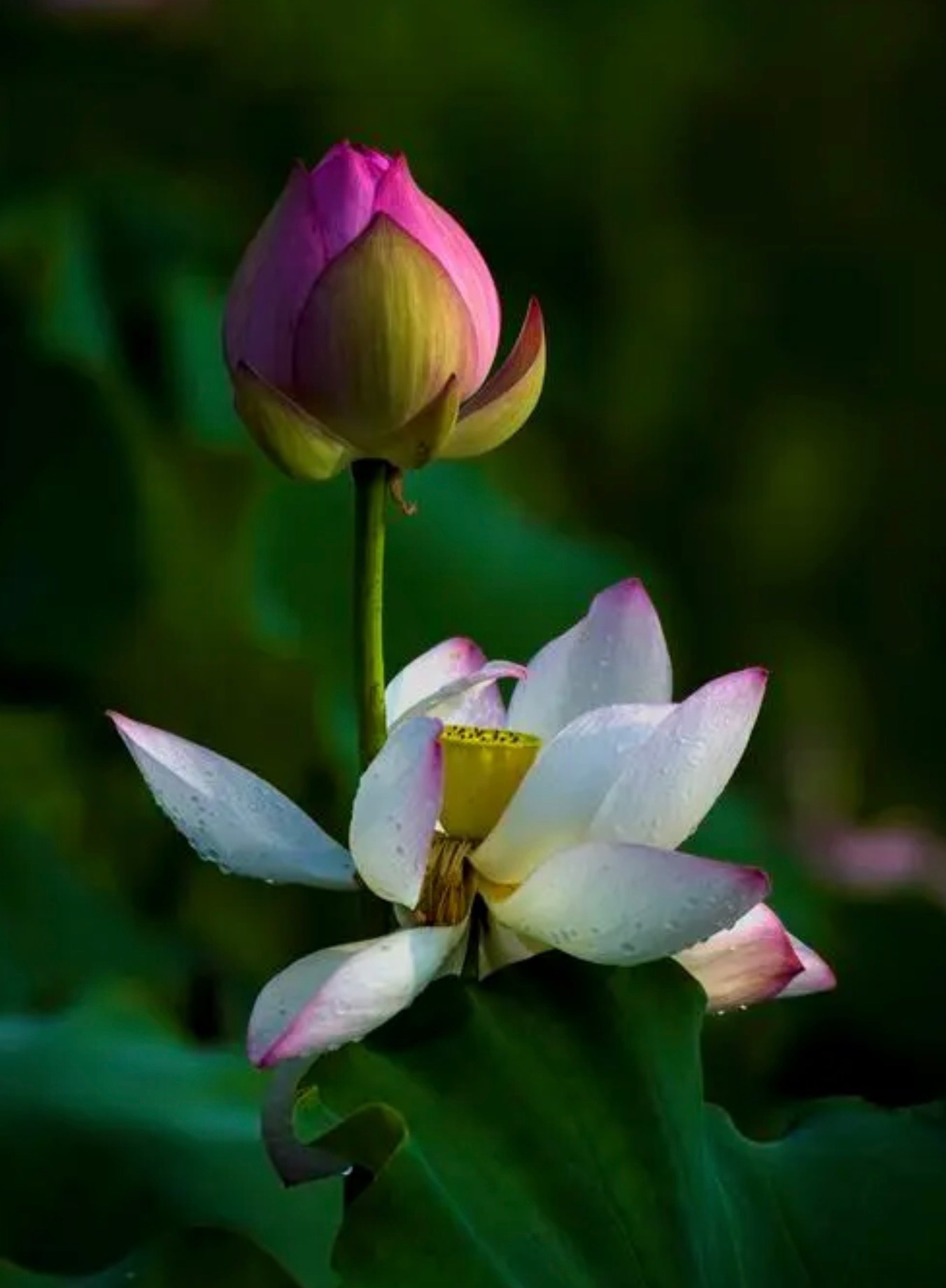【鬼畏倔强】纪晓岚先生自述——大理寺卿刘乙斋做御史时，曾经租赁西河沿的一所住宅。