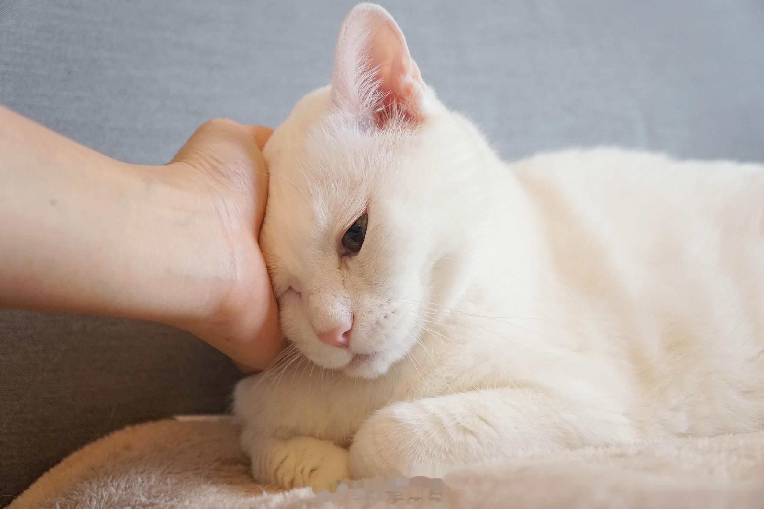 真好摸。 ​​​