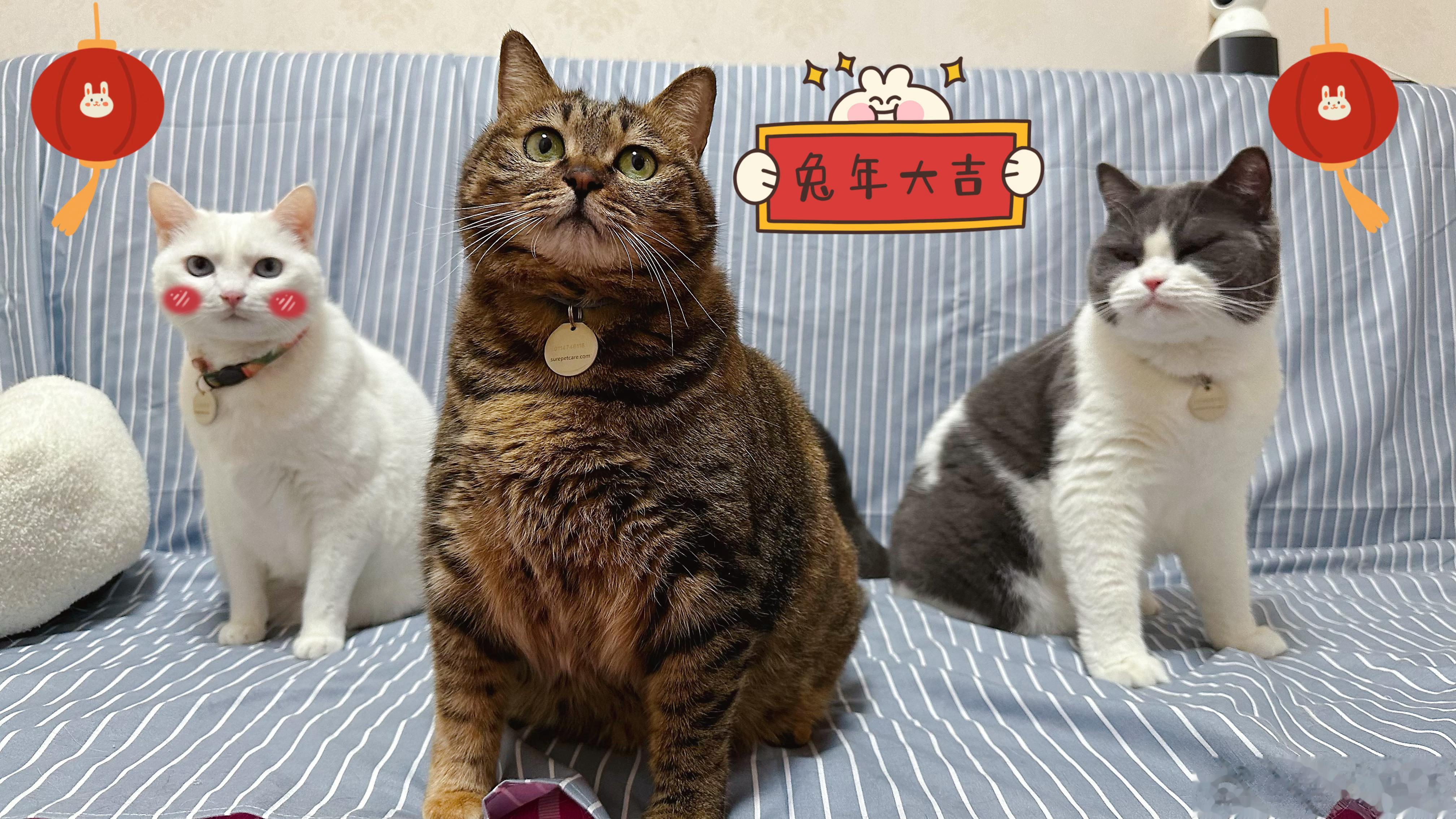  仨喵祝各位哥哥姐姐叔叔阿姨爷
