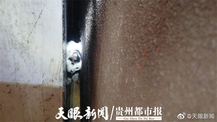 【】昨日下午，铜仁一只小猫被卡
