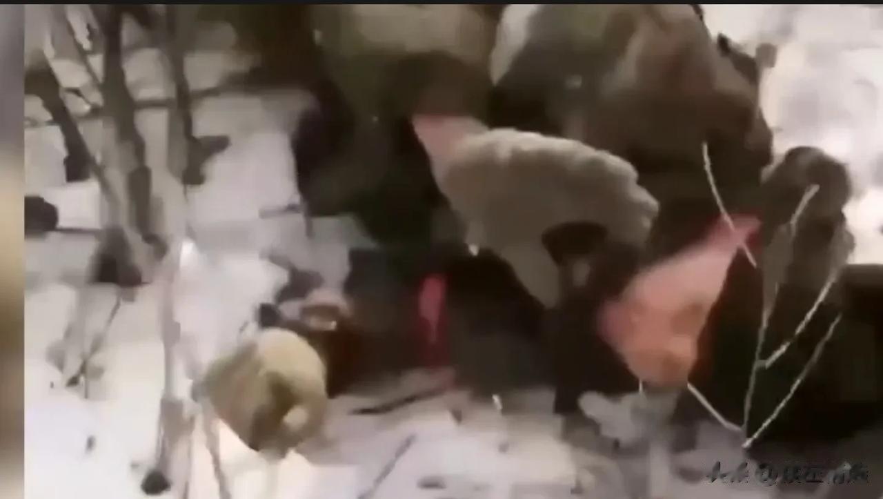 乌军视频，两名乌军士兵俘虏三名俄军士兵，在俄军士兵缴械并匍匐在地上时，乌军对三名