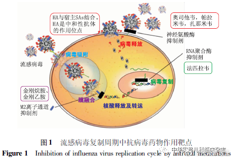 #甲流病毒进入人体后会经历什么##微博健康公开课# 【流感的发病机制是怎样的】流