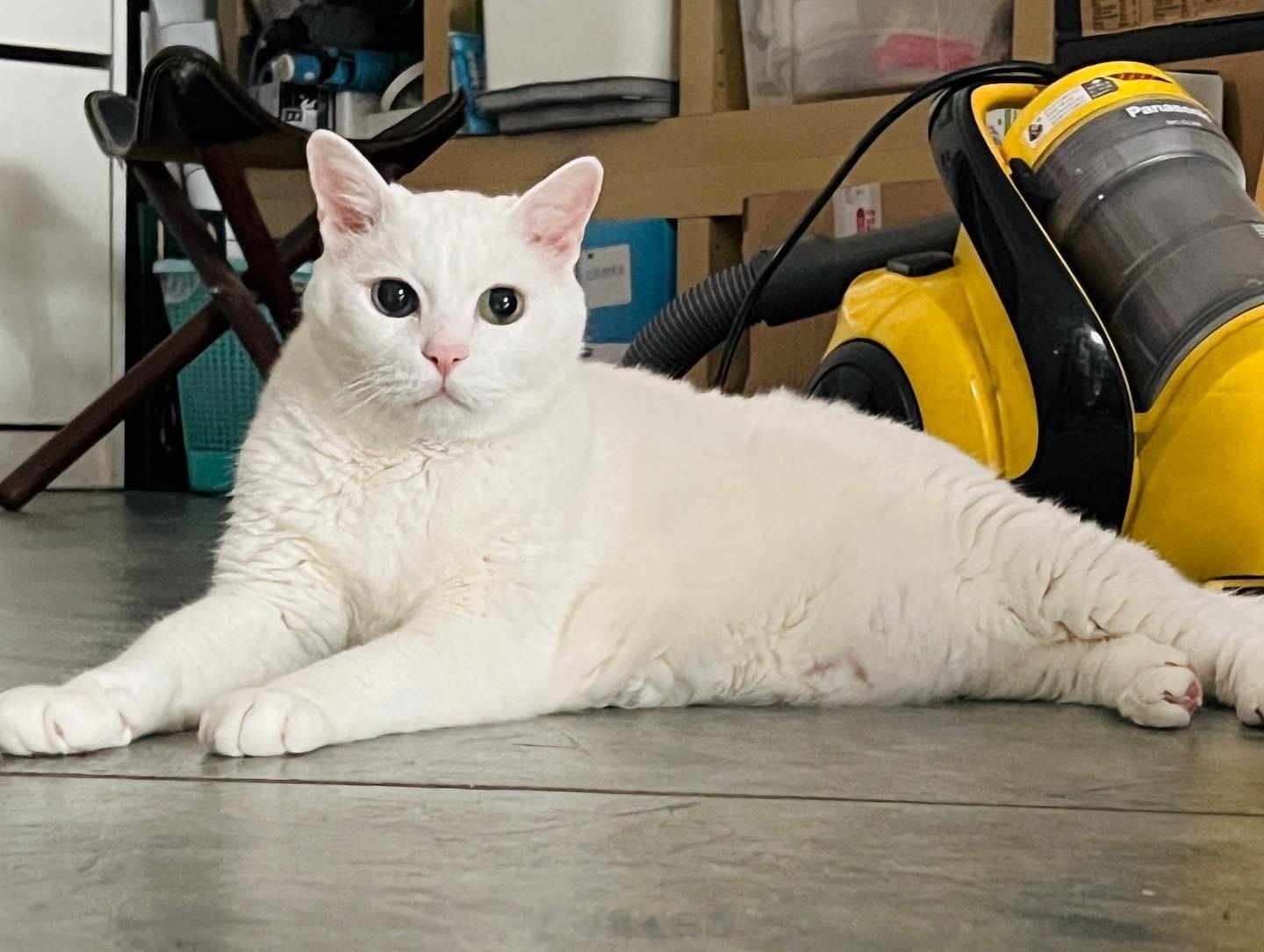 散熱的老寶🍃 ​​​