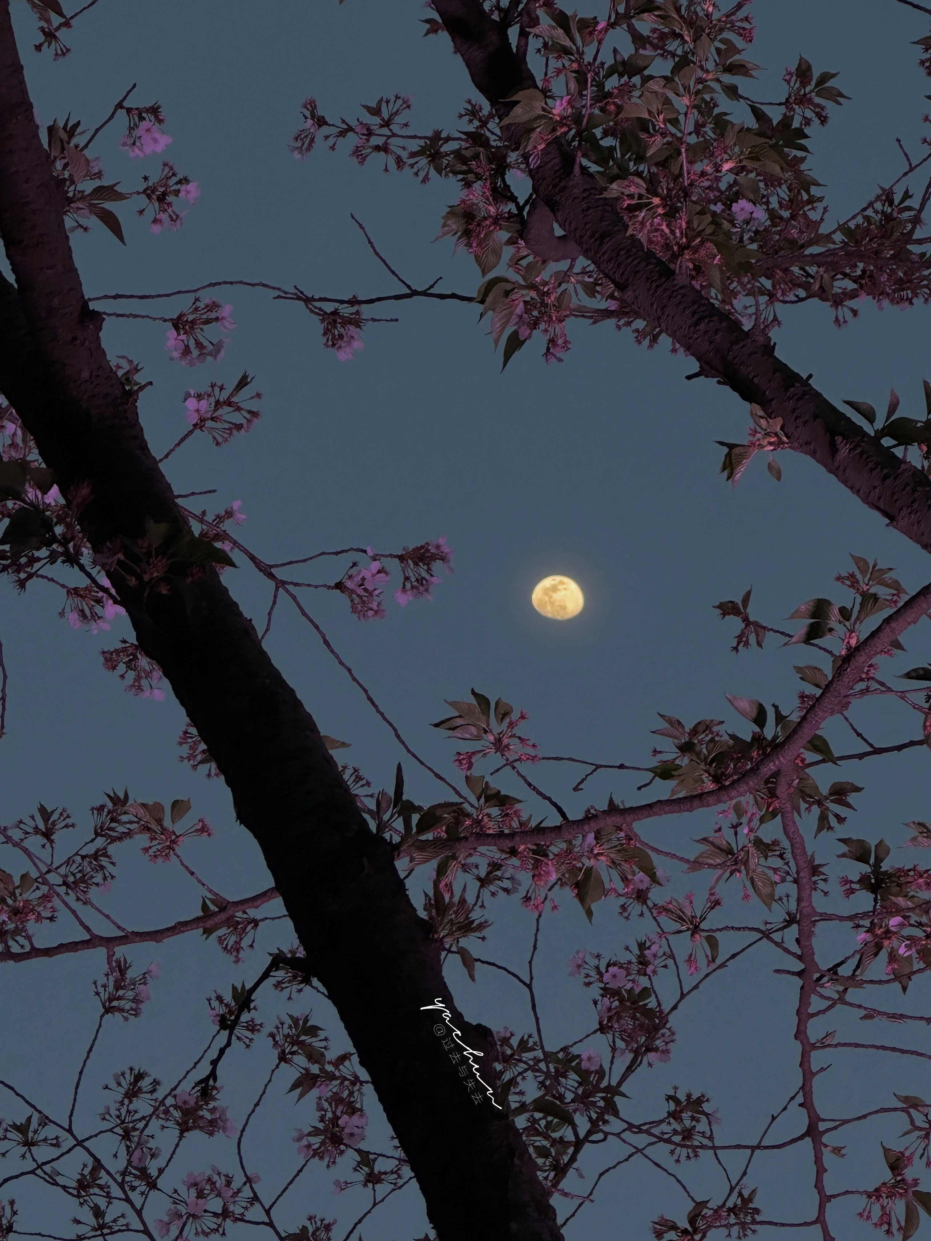 花期即归期 ​​​