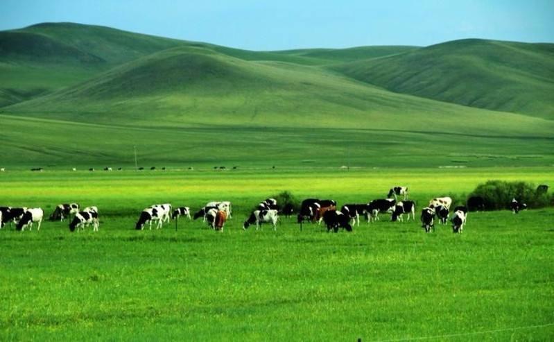 在城市里憋屈太久了，最想去内蒙古，总是幻想有一天，到美丽的呼伦贝尔大草原，在一望