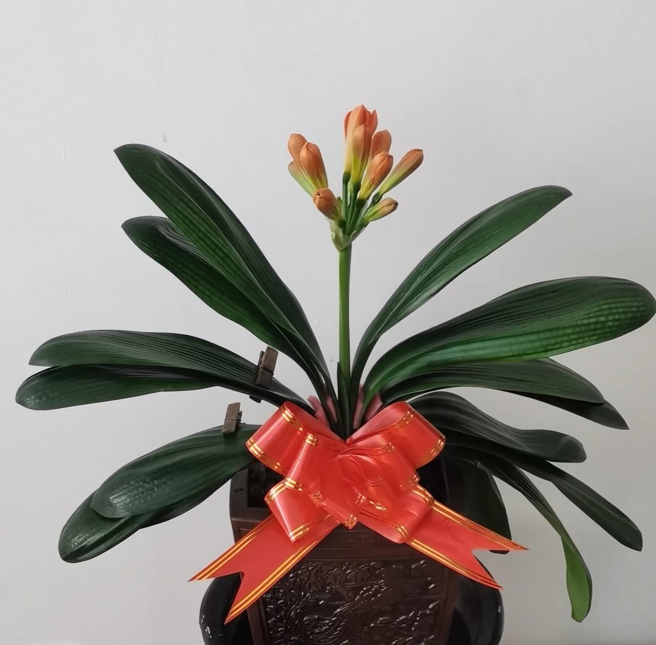   

春天来了，外面春暖花开，家里花开正好，今天就来秀秀我养的那些花吧。


