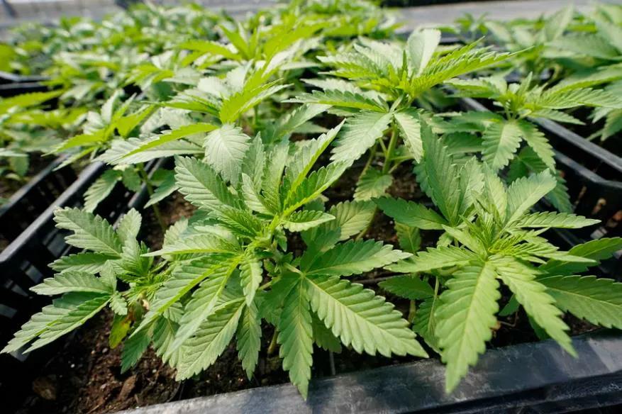 美国现在吸食大麻的人超过吸烟 