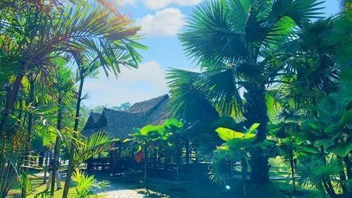 西双版纳，被称为世外桃源的地方，很好奇那里的人们是否也过着怡然自乐的生活。
去过