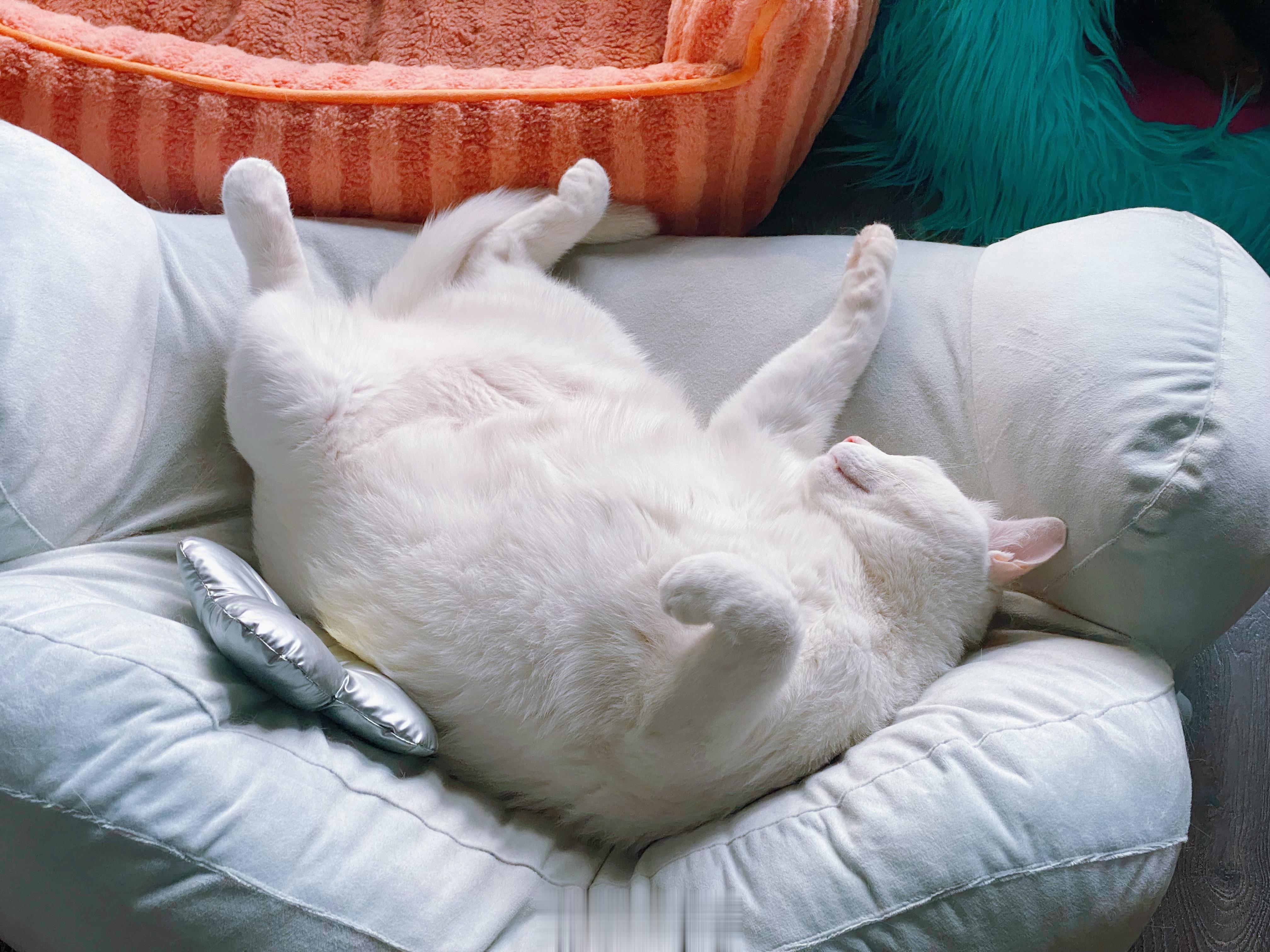 请看这头大肥猪 ​​​