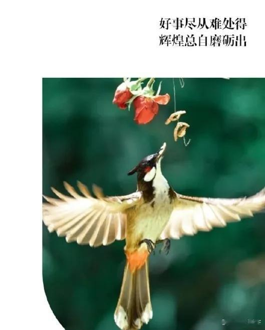 或许把困难收集起来，可以兑换成功哦~ 这便是人们常说的关关难过关关过， 前路漫漫