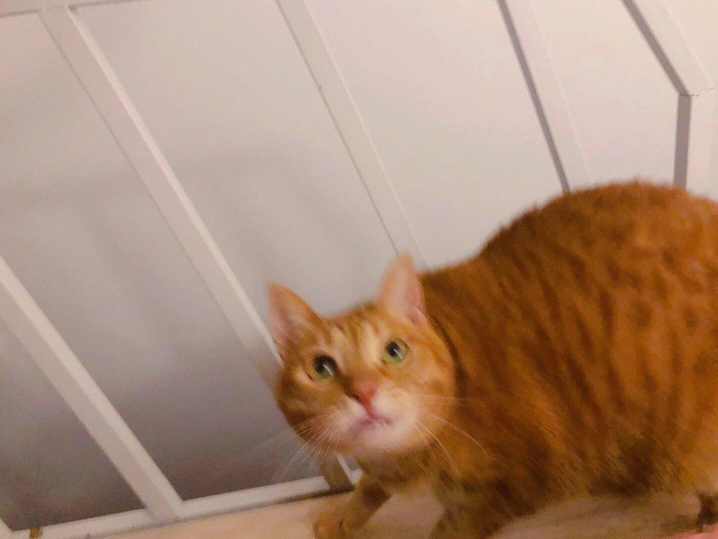 周一 猫猫精神抖擞 ​​​