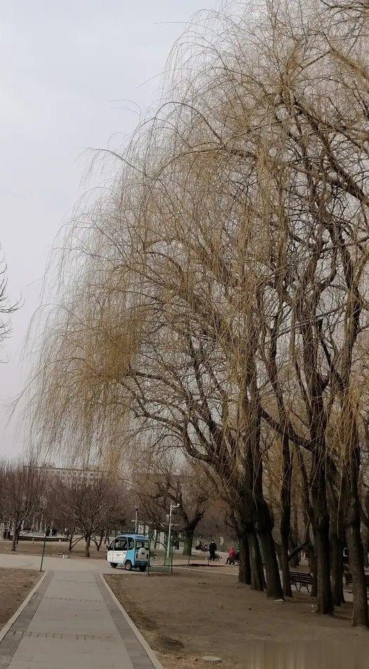 春风已来久，花开却迟迟。更无绿意伴，寂寞杨柳枝。 ​​​