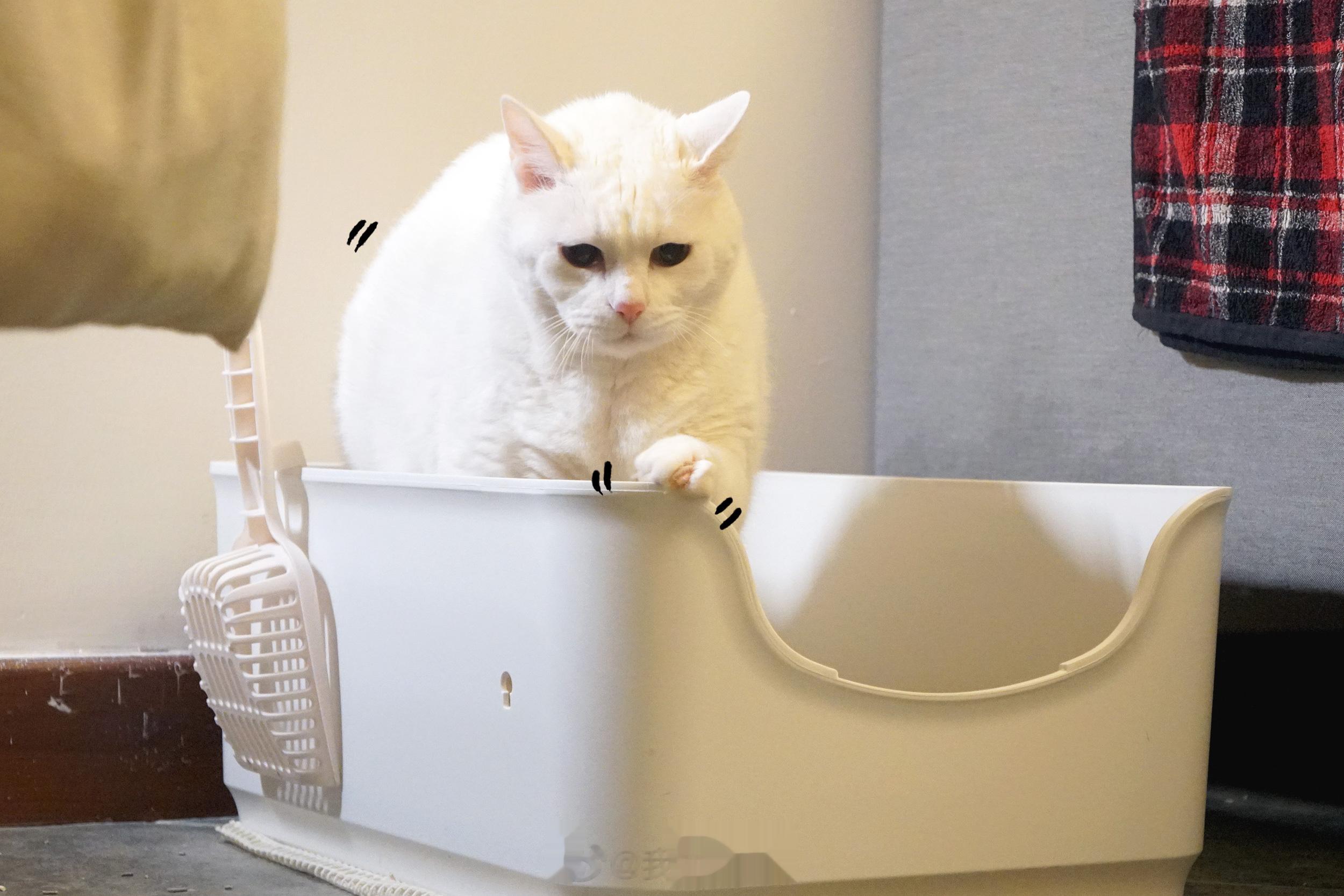 老寶專注的抺壁。 ​​​