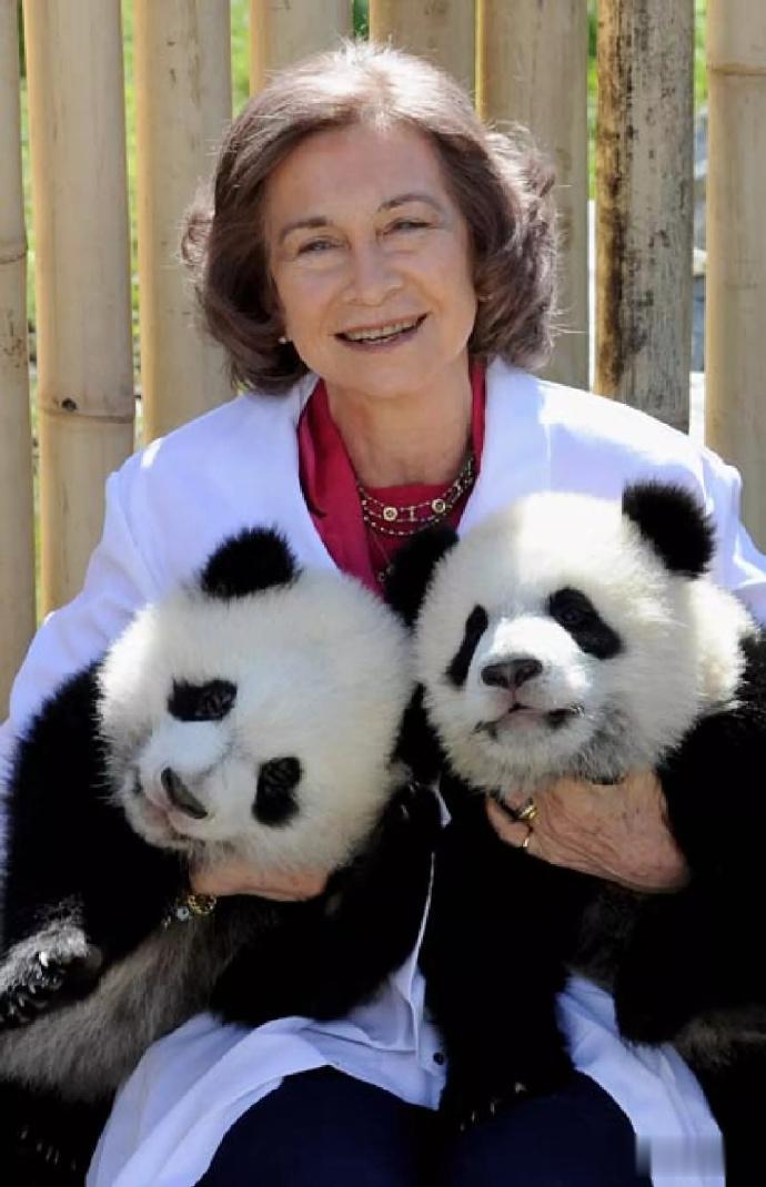 西班牙王太后也喜欢熊猫，看着好搞笑

海外大熊猫要是有王室成员重视，基本上过得不