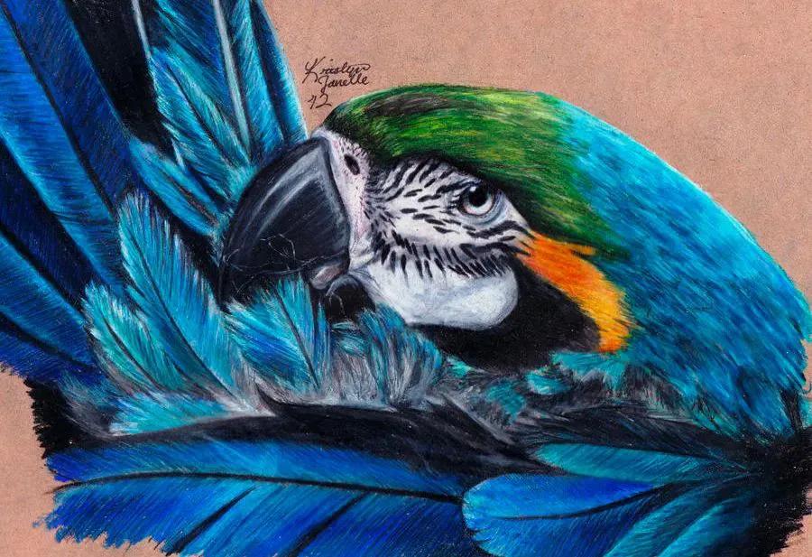 
学会这样画彩铅，别有一番艺术美！Ⅰ美·Kristyn Janelle·绘
 