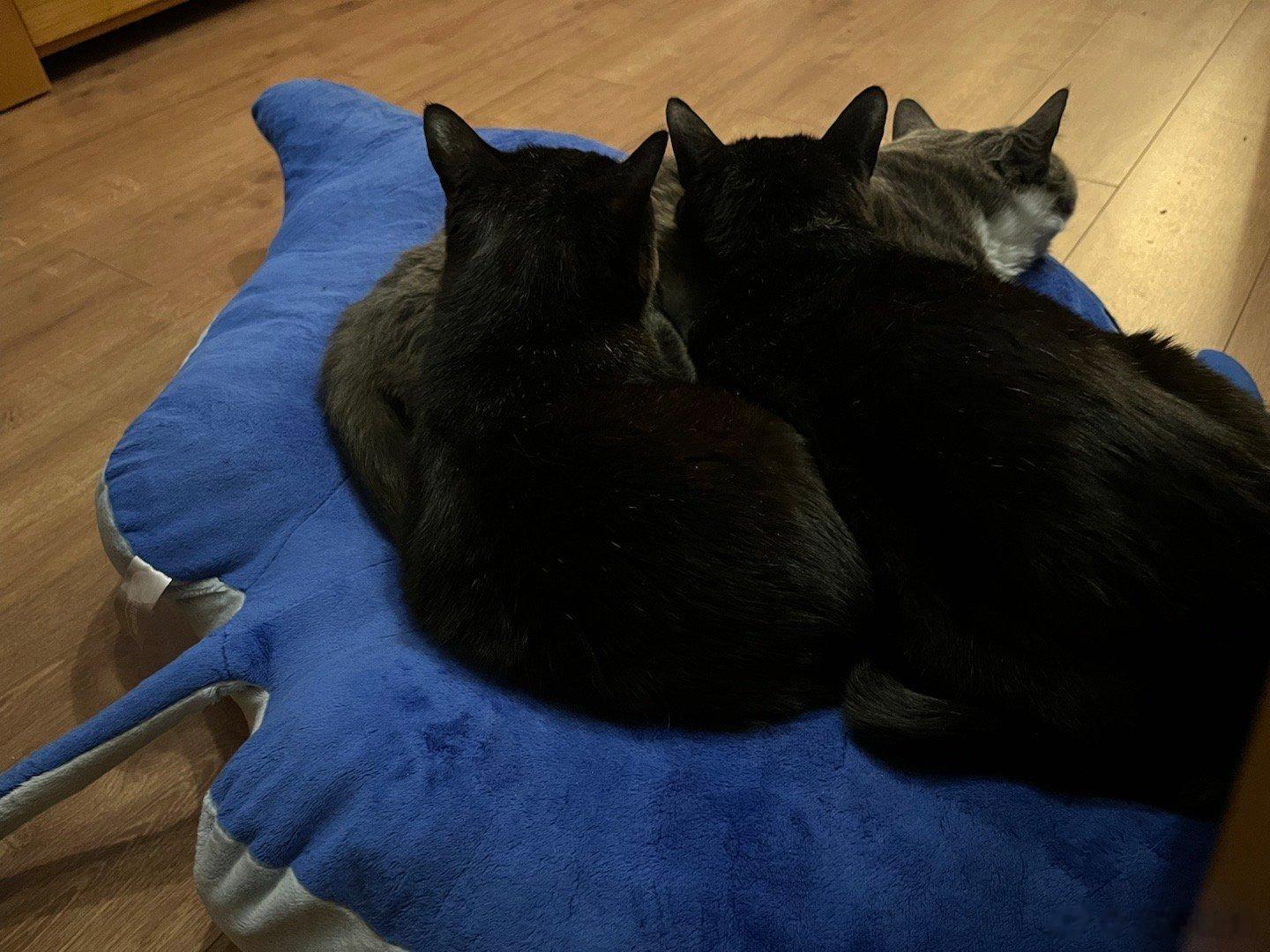  猫猫头 ​​​