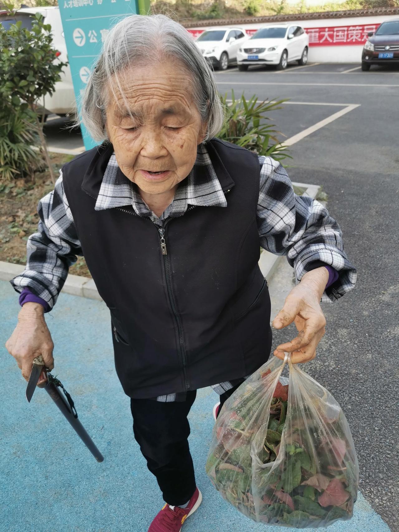 重庆武隆区：90多岁的余婆婆自己种的折耳根（中药鱼腥草），治好了自己的吃不下饭。