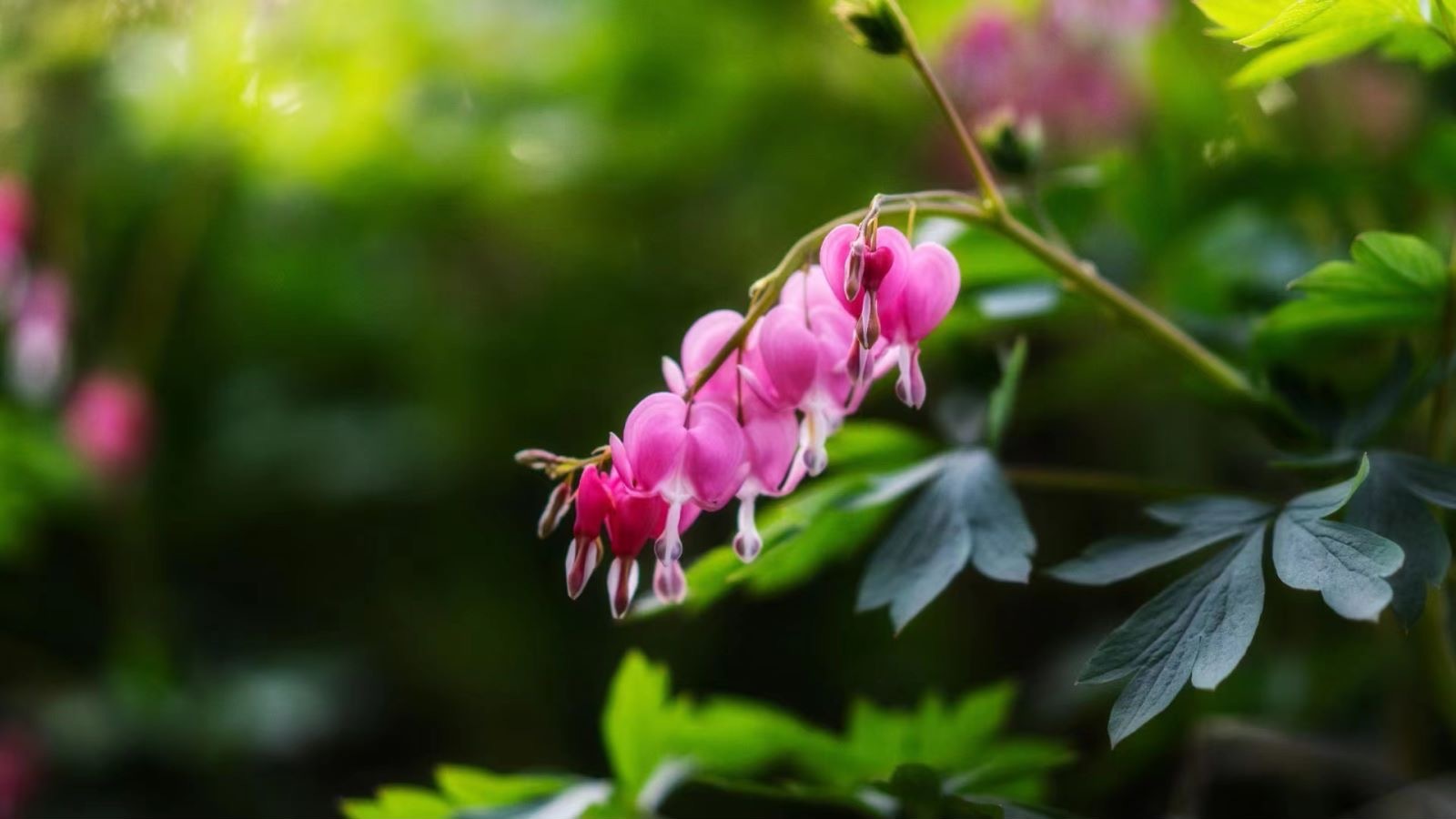 #四月为爱奔赴洛阳# 有一种花，叫牡丹花，它的花语事：只闻花香，莫问流年，你要看