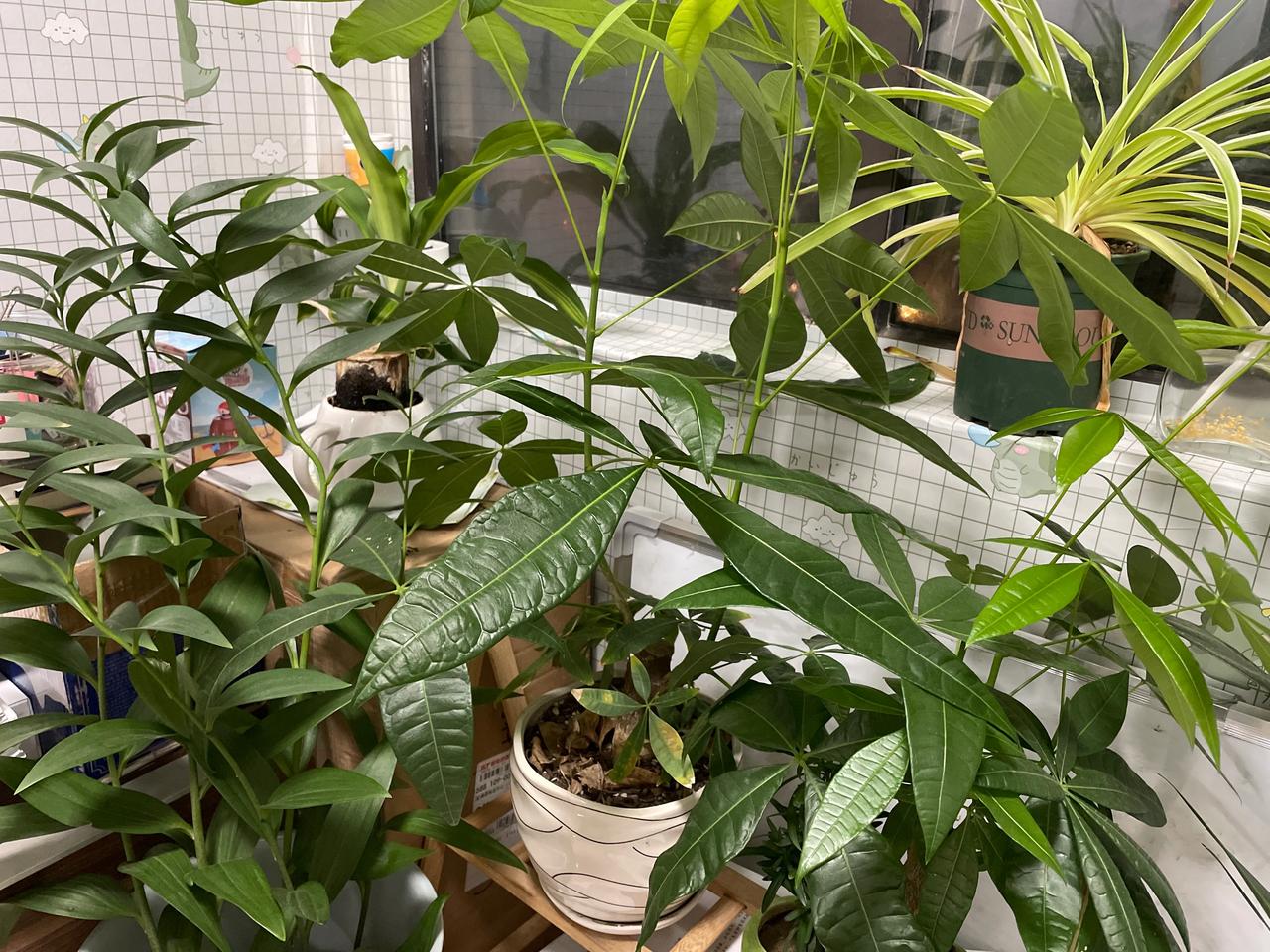 种植打理这些花花草草是我为数不多能够获得快乐的活动了，看着它们茁壮生长，成就感十