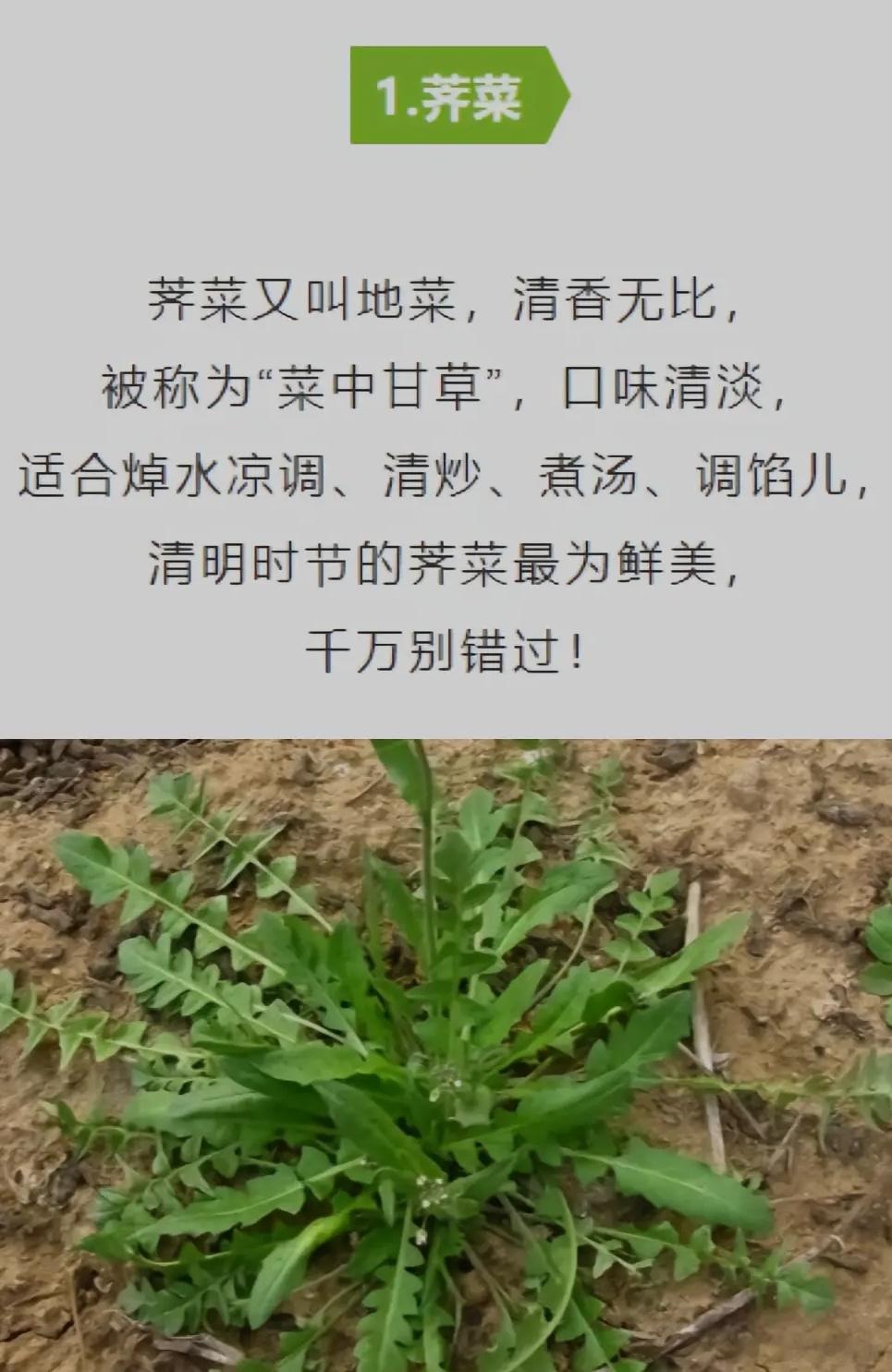 春天不可错过的野菜，价格比肉贵多了！ ​​​