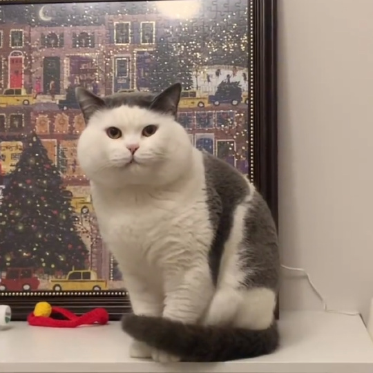 美味蛙鱼头