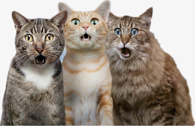 【选人猎艳】纪晓岚先生自述——琴工钱生，因能鼓琴客居在裘文达公的家里，滑稽善于诙