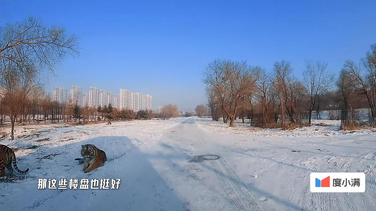 5哈兄弟团来到黑龙江东北虎林园，车上，大家都在观看老虎，但邓超却感慨：那这些楼盘