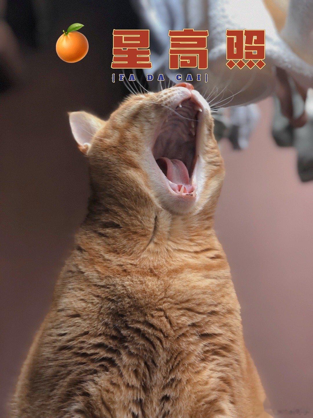 新年新气象新年快乐今年大吃🦁