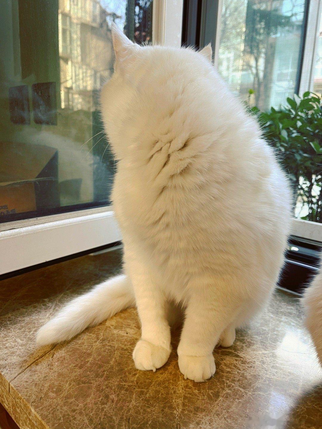 今天有人送我一只小兔子！！五香