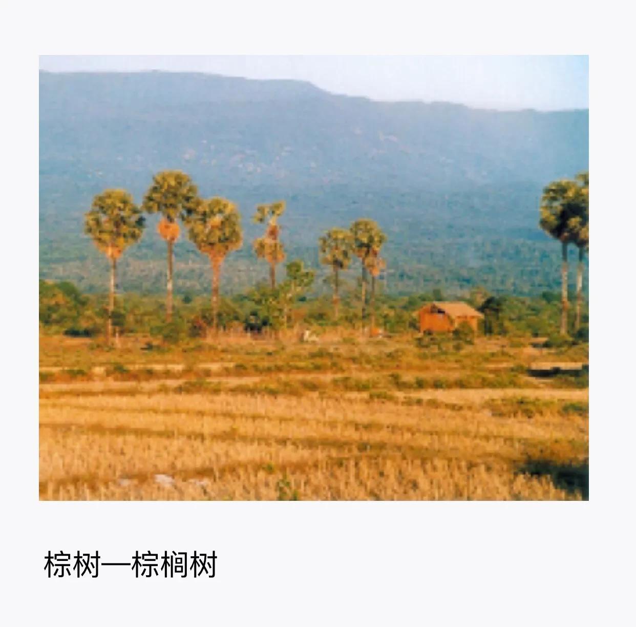山海经中西次一经
关于：神奇植