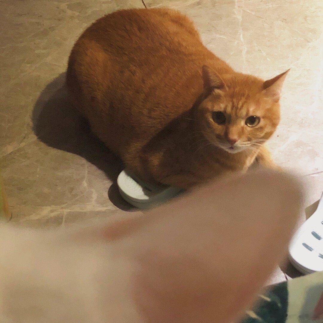 猫哥上腿了，橘子想发言💬 ​