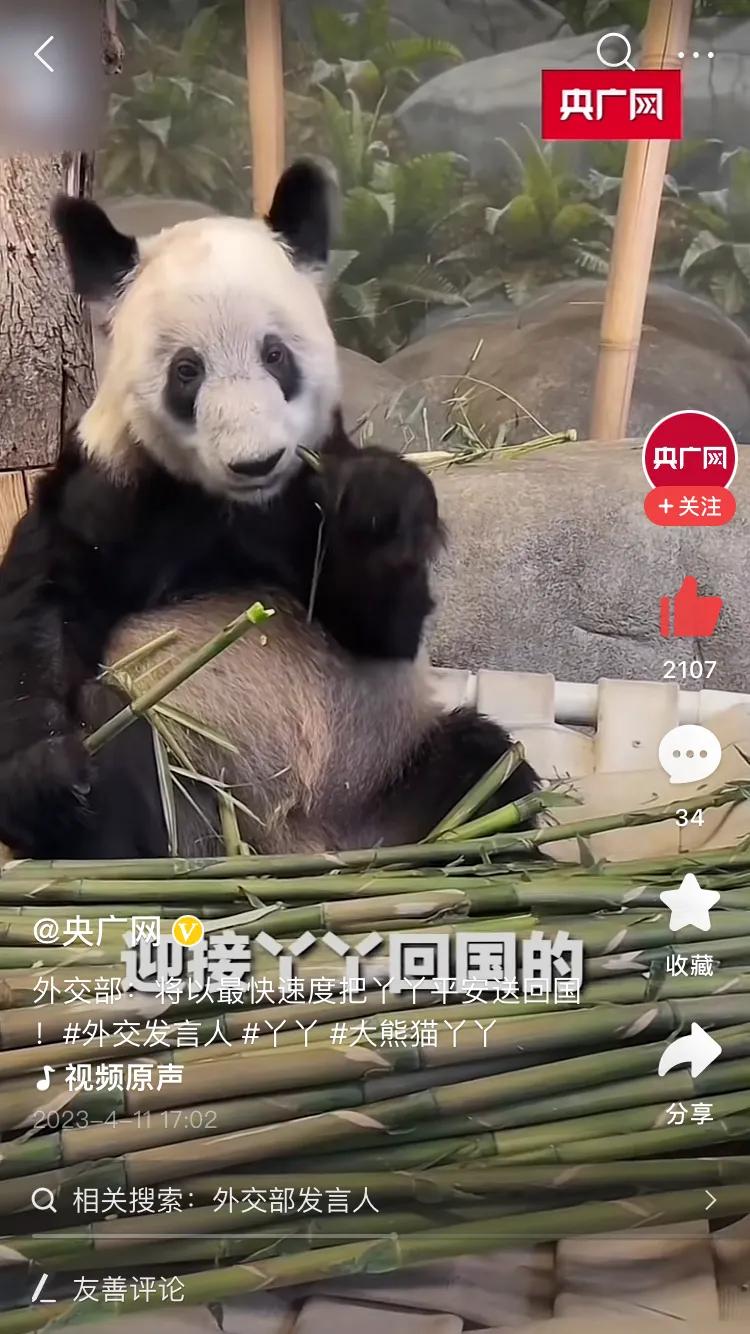 好消息，外交部发言人宣布已经做好丫丫回国的各项准备工作，期待丫丫回到故乡四川，期