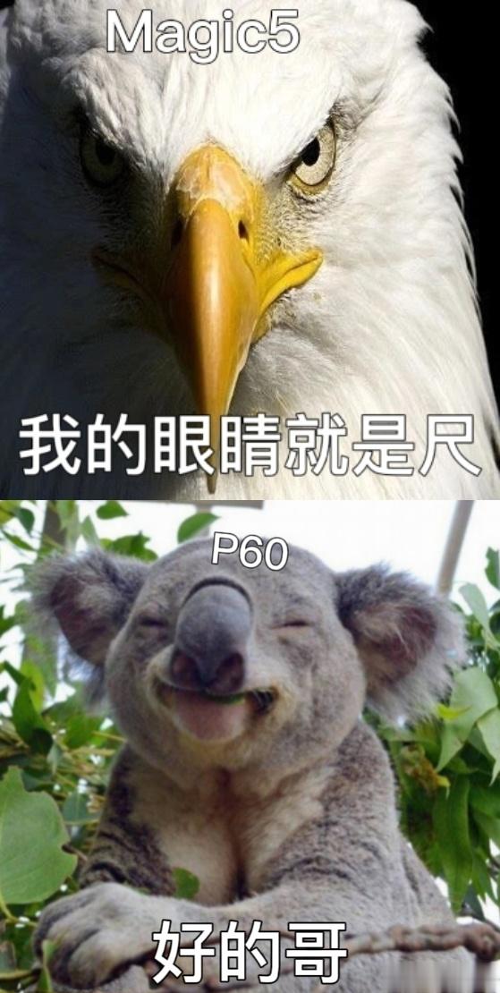 #荣耀Magic5为啥这么火##华为p60系列发布# 今天阿华和阿耀是属于顶峰相