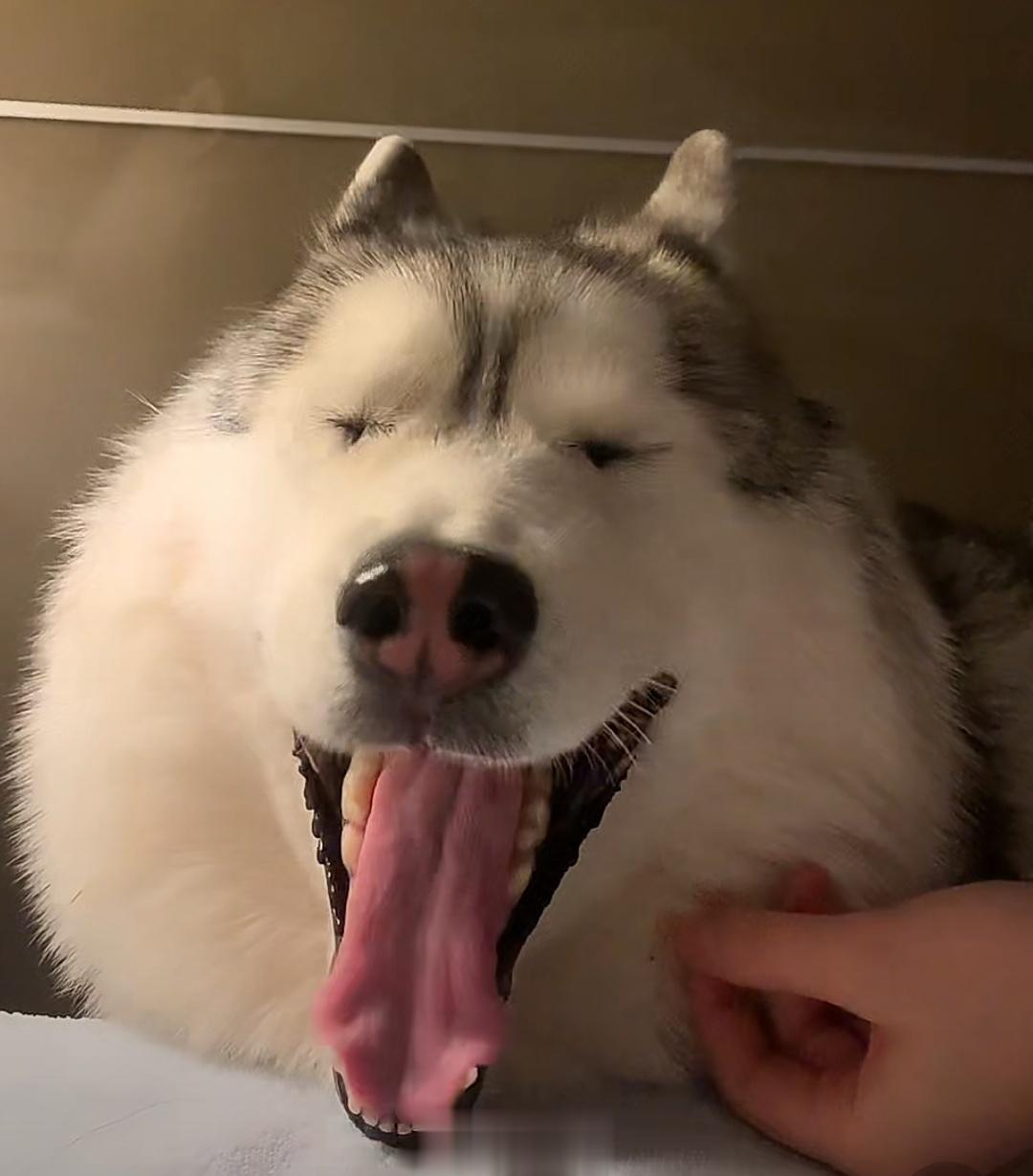 我睡了，我装的 ​​​