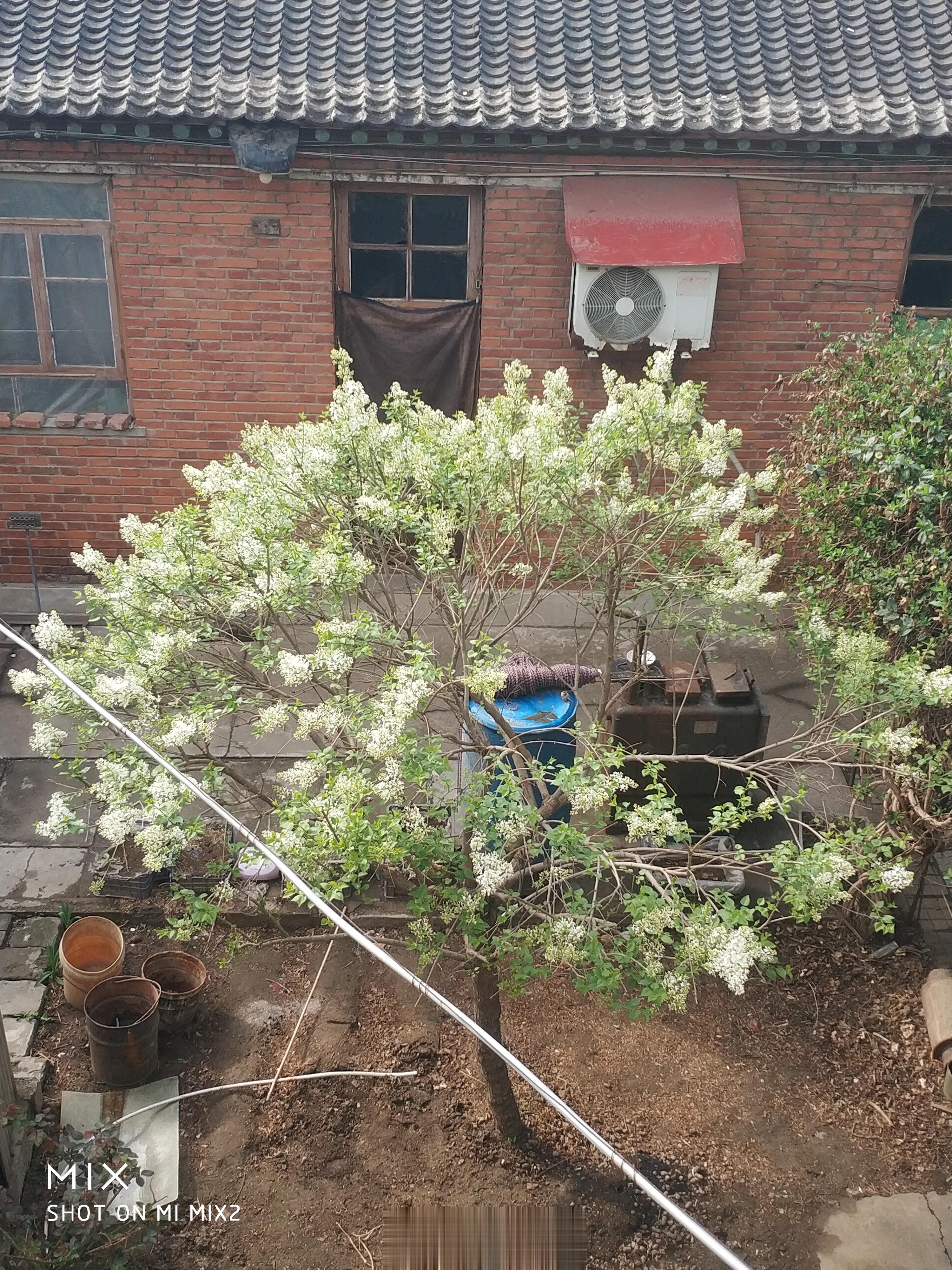 我家的丁香花开了。 ​​​