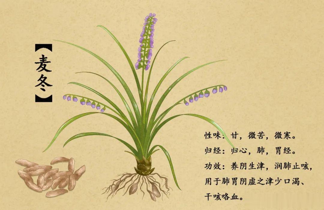 嗓子有痰咳不出，三味药的方子，宣肺、化痰[good]咳嗽是一个常见的健康话题，人